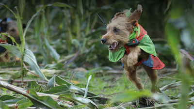 Hund bei Kruedener®️ Outdoor-Ausrüster für die Jagd mit zertifizierter Hundeschutzweste, Sauenschutz