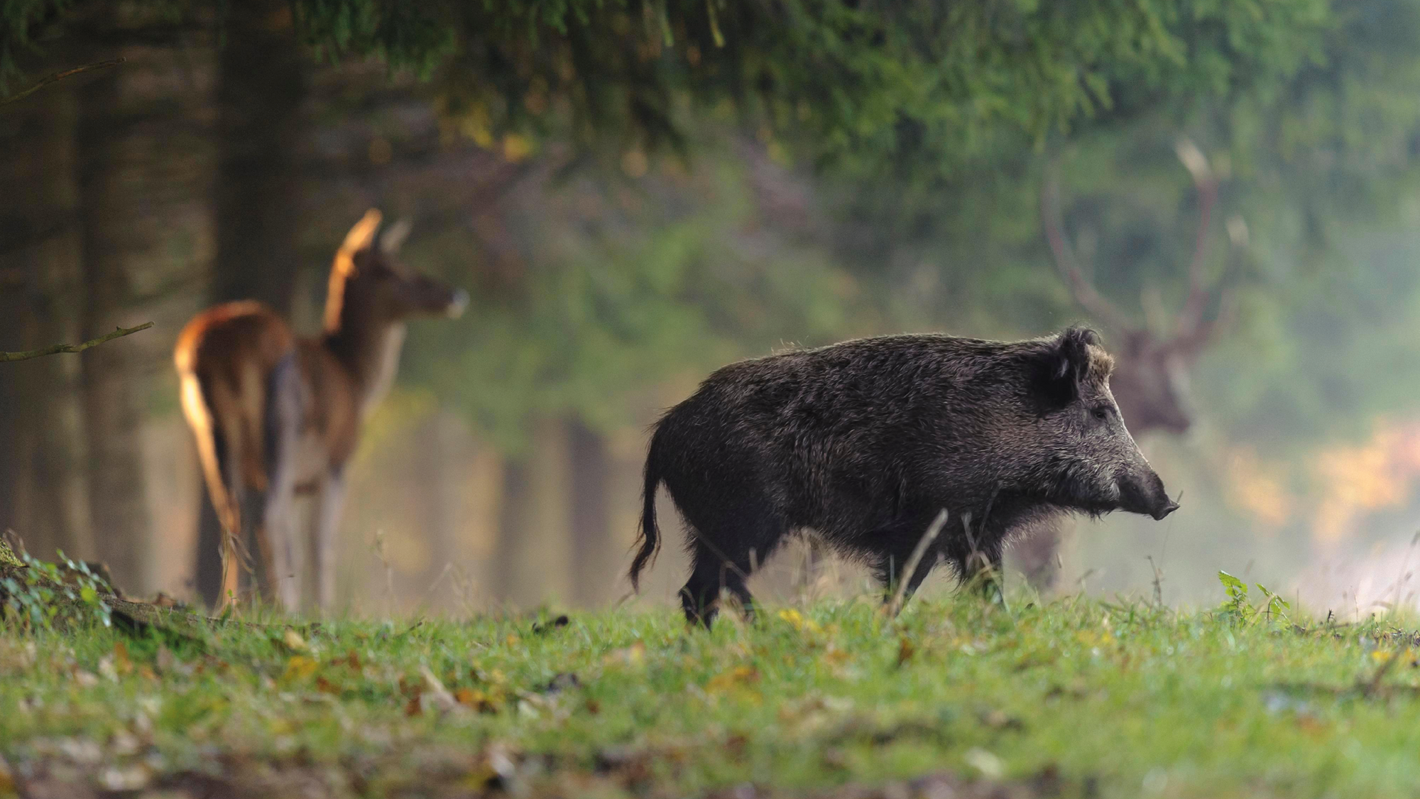 KRUEDENER®️ Keilerschutz Motiv "Wildschwein im Wald" Jagdausrüstung