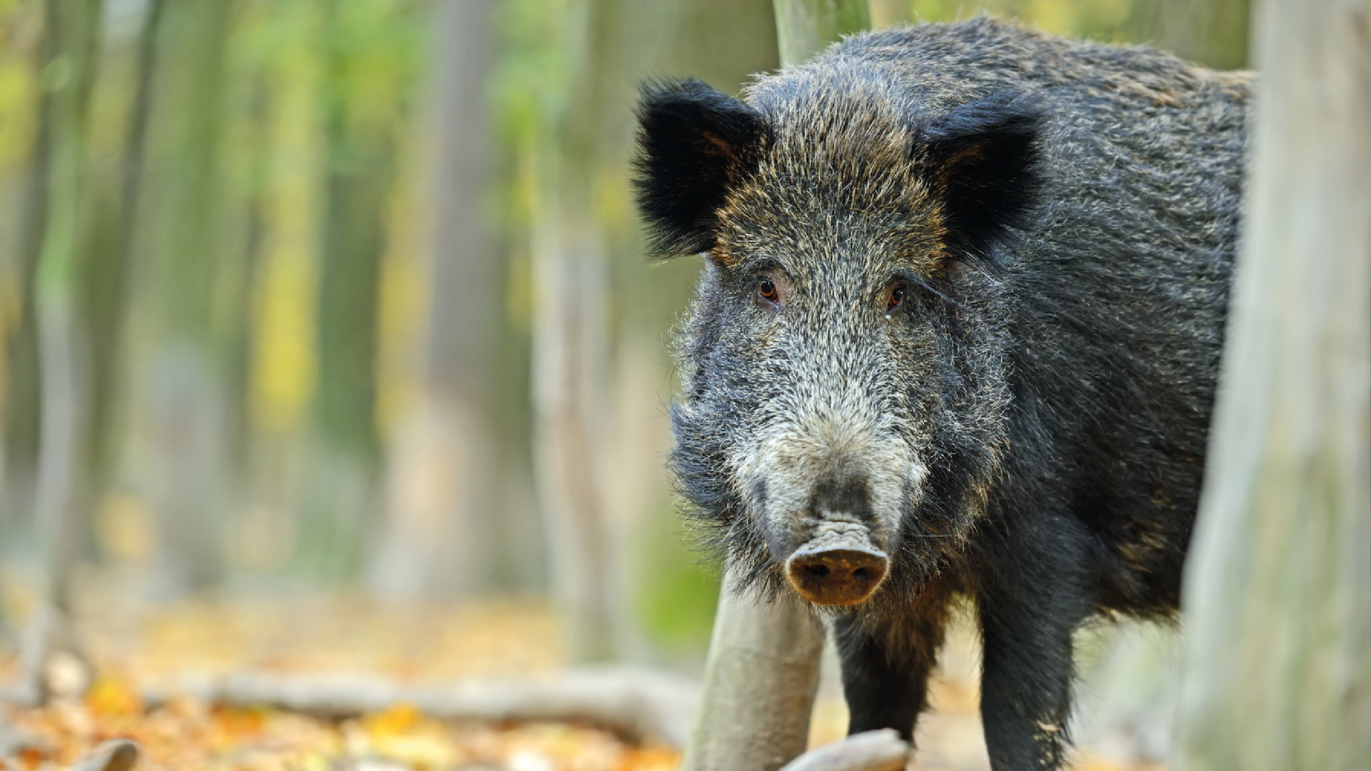 Wildschwein-Attacke? Keilerschutzprodukte von Outdoor-Ausrüster Kruedener® sind geprüfte und wirksame Produkte für die Jagd
