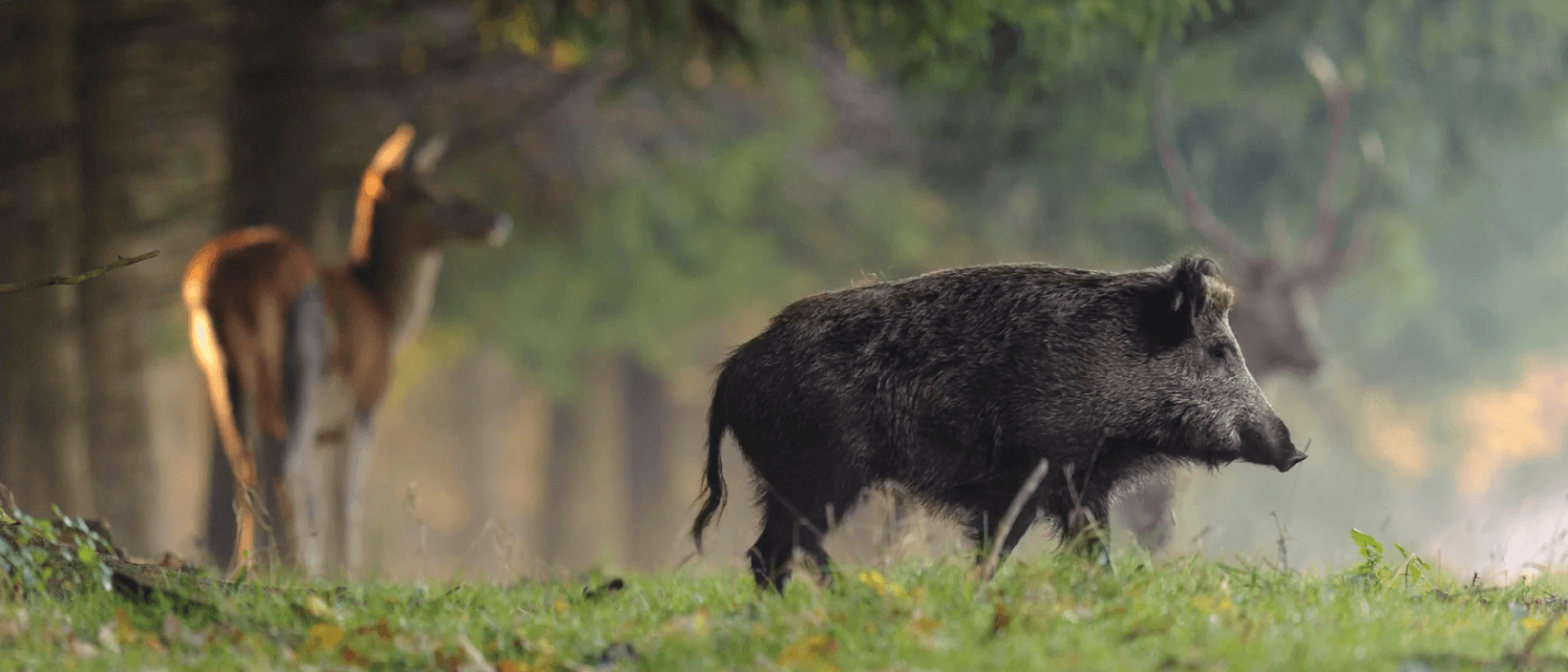 Waldlichtung mit Wildschwein und Hirschfamilie für Keilerschutz Bekleidung